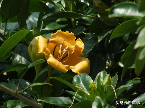 雲臺花園花的海洋