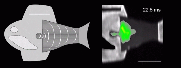 用人類心臟細胞造機器魚，游泳比真魚還快，哈佛新研究登Science