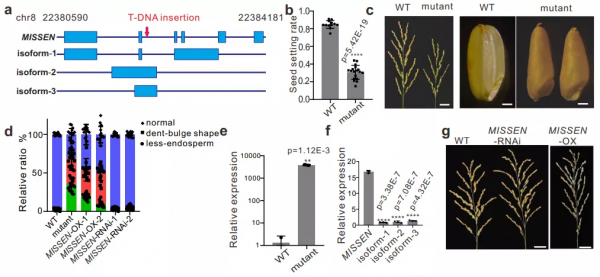 中山大學陳月琴團隊發現lncRNA MISSEN參與水稻胚乳發育