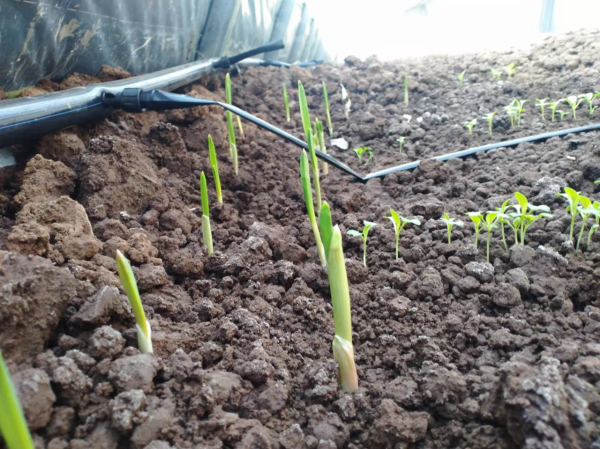 冬至前後適合種什麼蔬菜？5種蔬菜可任選，春節就能收穫