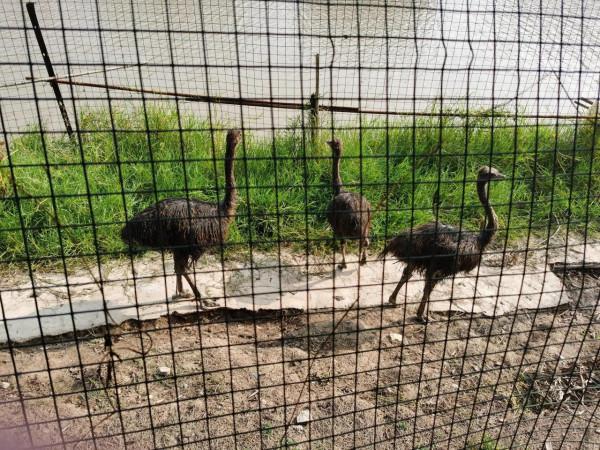 酒店遛娃之漢南綠地鉑瑞,紅火到冷清到底是什麼原因 酒店遛娃之漢南綠地鉑瑞,紅火到冷清到底是什麼原因