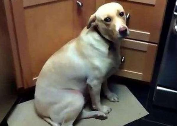 莫名對空氣狂叫，害怕地發出嗚咽聲，狗真的能看到“髒東西”嗎？