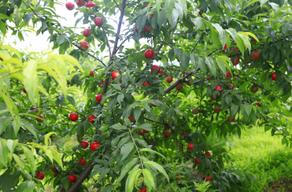西瓜香瓜桃子枇杷獼猴桃，|| 是瓜果飄香的豔洲