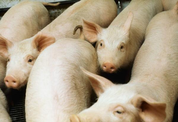 吃了動物血後大便發黑,是肺在排毒,還是身體有問題?告訴你答案 吃了動物血後大便發黑,是肺在排毒,還是身體有問題?告訴你答案