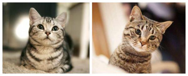 美國短毛貓丨銀虎斑