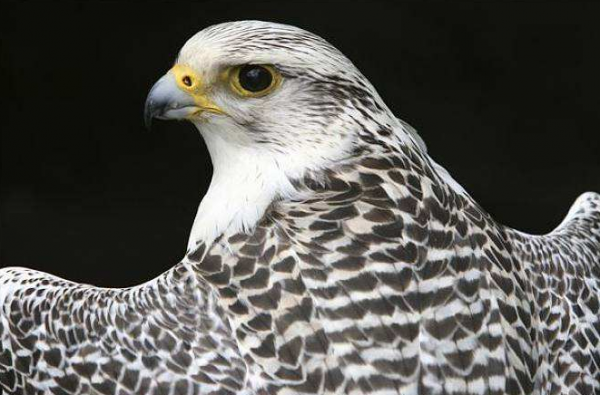 神鳥海東青是女真人的圖騰，速度無人能及，能有多快呢？
