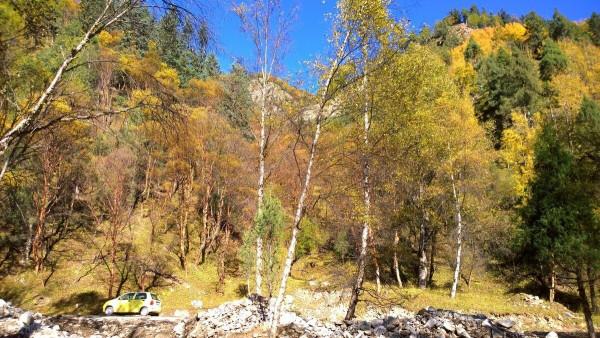 這樣的秋天你見過嗎？