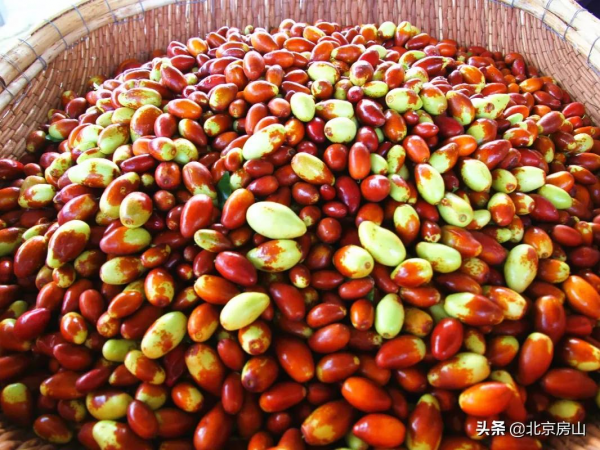 “棗”等您來！房山這裡3000畝菱棗熟啦！