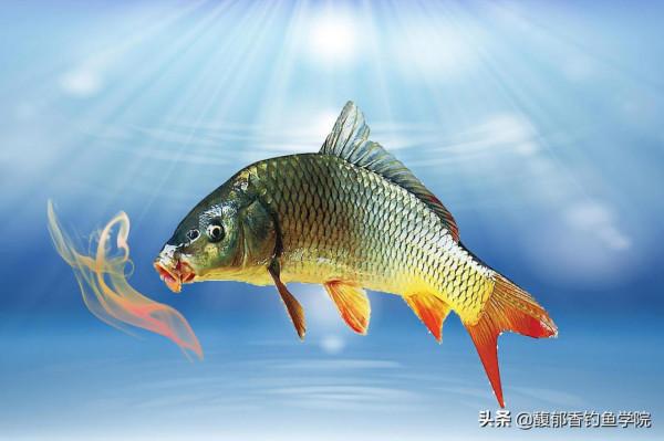 冬天釣魚，為什麼窩裡魚很多，魚口卻不好？原因如下