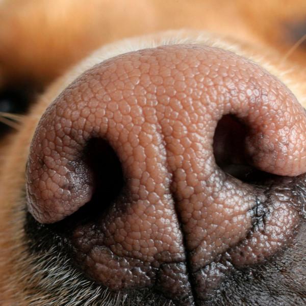 家裡的狗為何總是對著空氣狂吠?它們真的能看到人看不到的東西? 家裡的狗為何總是對著空氣狂吠?它們真的能看到人看不到的東西?