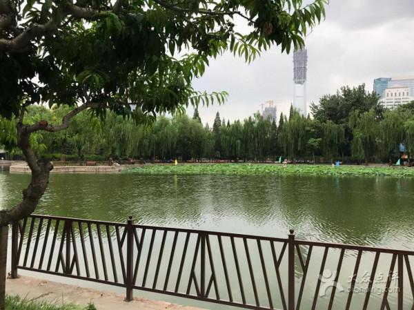 團結湖公園，風景挺不錯，湖邊的綠樹看起來很愜意