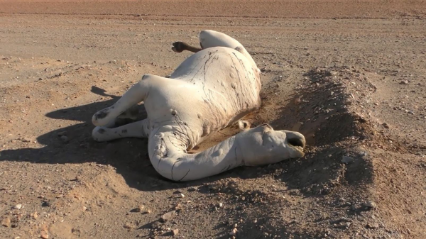 在沙漠中遇到死去的駱駝，為什麼不能碰？碰了後果有多嚴重？