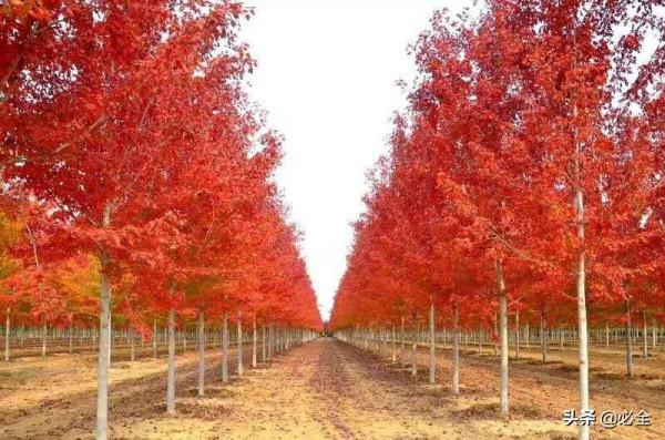 植物防凍劑怎麼用?真能防凍嗎? 植物防凍劑怎麼用?真能防凍嗎?