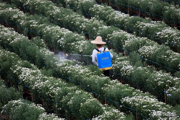 人尿是萬能肥料嗎？為什麼？需要注意哪些問題？