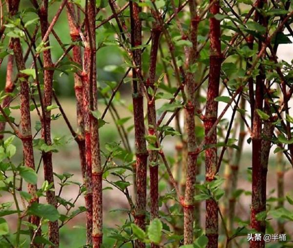 入侵英國導致房價暴跌的日本虎杖,為何我國敢大力種植? 入侵英國導致房價暴跌的日本虎杖,為何我國敢大力種植?