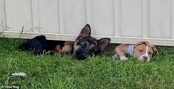 隔壁新鄰居養了三隻狗狗，每天都像痴漢一樣圍觀網友的貓，笑噴了