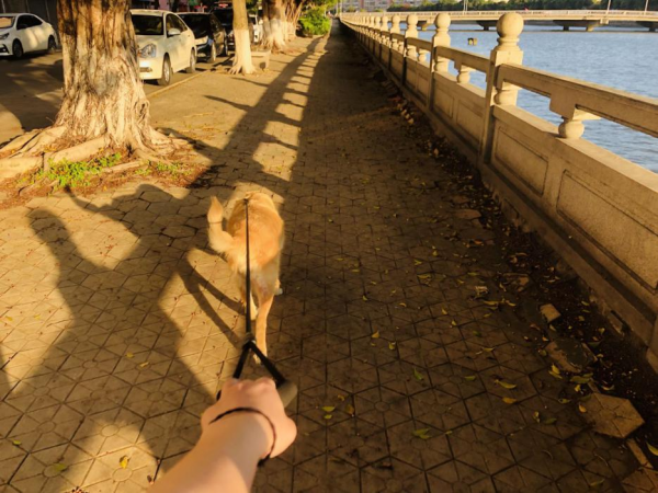 當一隻金毛闖進我的生活 當一隻金毛闖進我的生活