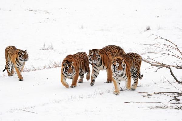 隆冬探訪東北虎