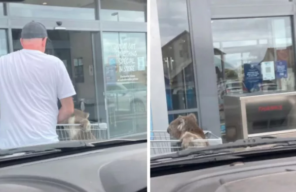 ALDI手推車裡的考拉，維州男子成功救出困在停車場的考拉