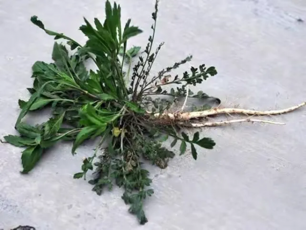 春天來了，有一種記憶叫作“辣辣菜”，至今，我還不知道它的學名