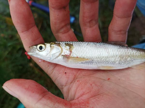 庫釣時被李大爺“欺騙”,釣了兩條鯽魚撿了兩枚鴨蛋,白條倒是連竿了 庫釣時被李大爺“欺騙”,釣了兩條鯽魚撿了兩枚鴨蛋,白條倒是連竿了