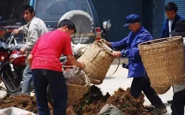 林下種植,畝產3萬多 林下種植,畝產3萬多