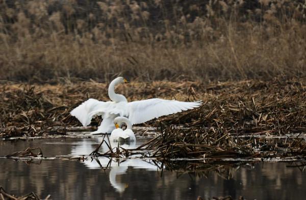 天鵝怎麼選擇在這個小河溝歇腳? 天鵝怎麼選擇在這個小河溝歇腳?