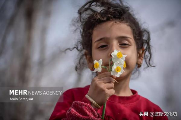 伊朗冬日波斯水仙盛開