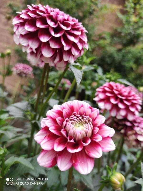 只是在家養了盆大麗花，開花竟然比牡丹還美，惹得鄰居直稱讚