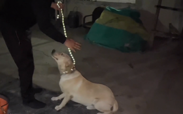 吉林：賣狗肉館不賣救助站？600救下的拉布拉多，緊跟恩人不離開