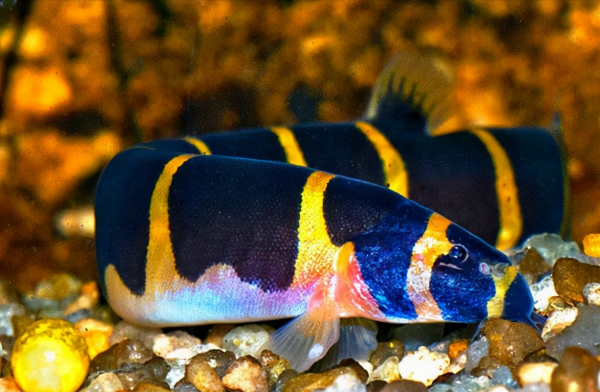 有人說無鱗魚少吃,有啥科學依據?聽聽專家怎麼說 有人說無鱗魚少吃,有啥科學依據?聽聽專家怎麼說