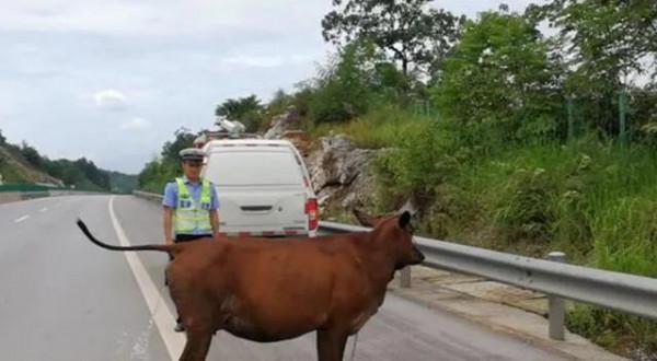 高速路上碰見動物，你會怎麼操作，關鍵時刻能救你一命