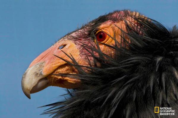 北美最大的鳥，竟然不需要“男的”了？