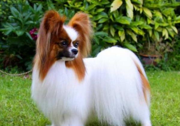 蝴蝶犬寄生蟲多不多，看有沒有這“七個表現”就清楚了