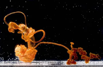 水晶化學園實驗:金屬鹽與矽酸鈉變身水上花園 水晶化學園實驗:金屬鹽與矽酸鈉變身水上花園