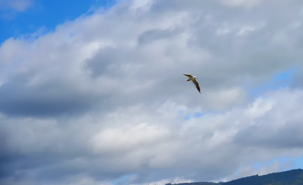 “老朋友”又來打卡啦！紅嘴鷗“先行軍”抵達異龍湖～