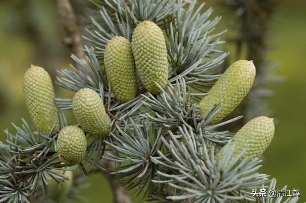 植樹也有";竅門";:單一樹種人工種植弊端多,混植";三木";速生效益好 植樹也有";竅門";:單一樹種人工種植弊端多,混植";三木";速生效益好