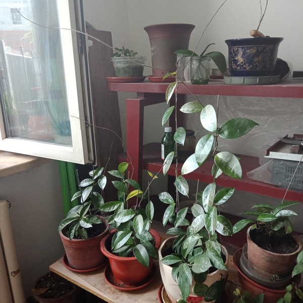 養花換下的舊土別扔，3招讓土肥的流油，省下一筆養花錢