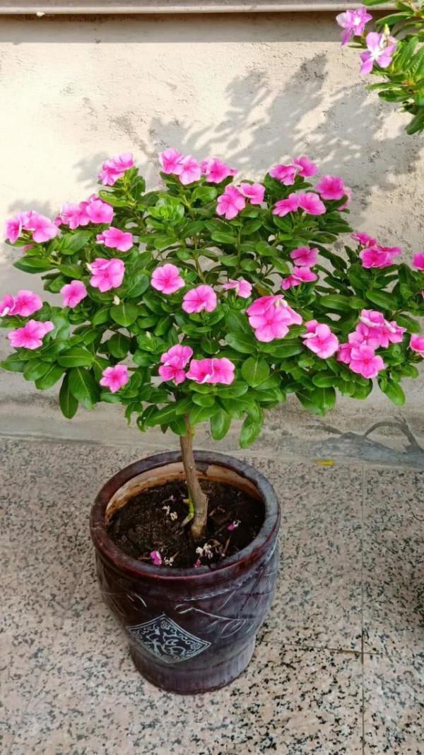 6種便宜花，用心養一年，麻雀變鳳凰，越養越精貴