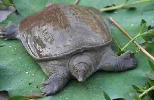 烏龜、甲魚、王八、鱉的區別 烏龜、甲魚、王八、鱉的區別