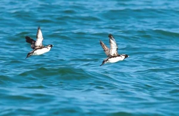 能源區塊鏈與雙碳戰略研究｜風電場繼續發展將對已陷入困境的海鳥造成災難性影響