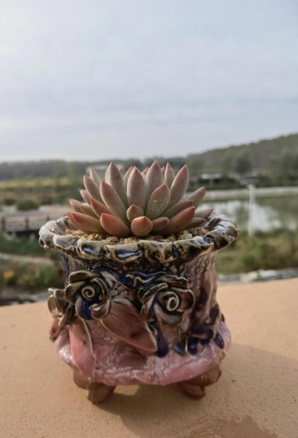 多肉逐漸上色，一天一個樣子