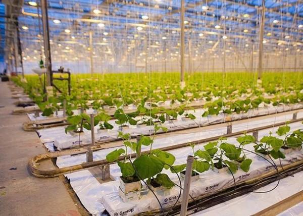 人口密度最低的10個國家排名,人口密度最高的20個國家排名 人口密度最低的10個國家排名,人口密度最高的20個國家排名