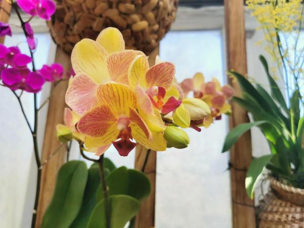 蝴蝶蘭花兒開，美好又可愛