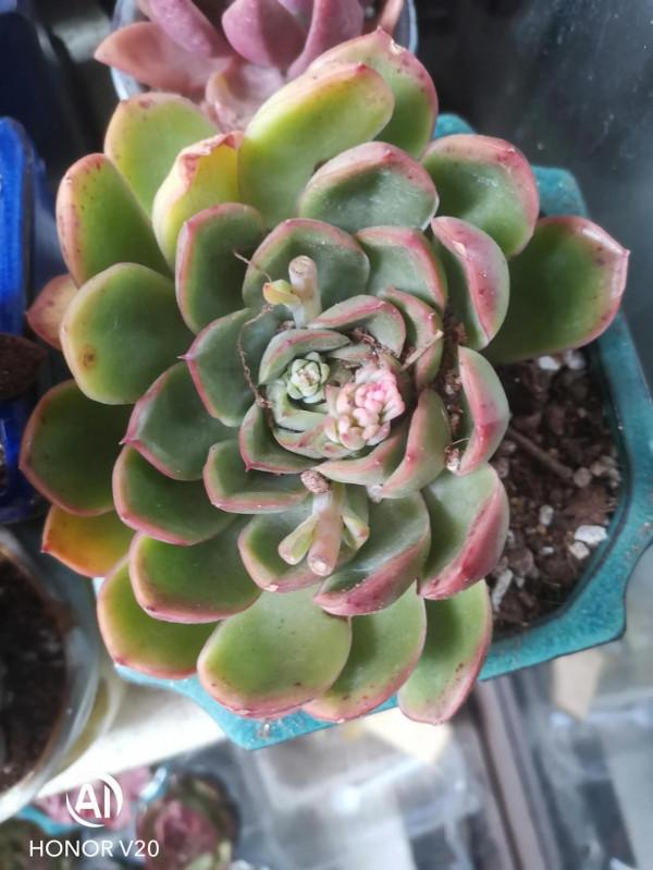 多肉小白一枚，今天又種了十多盆，有朋友知道叫什麼名字嗎？