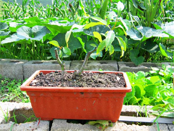 2種街道常見綠化樹，選根枝條“高壓扦插”，做成盆景價格更高