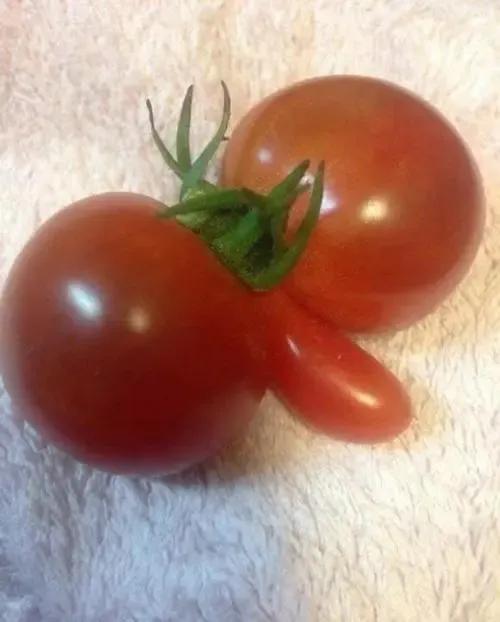 大自然真是無奇不有啊!快來看看畸形的果蔬吧 大自然真是無奇不有啊!快來看看畸形的果蔬吧