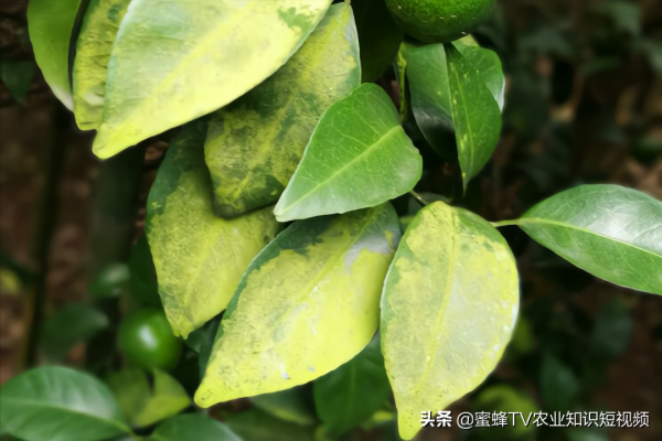 柑橘青苔危害大，簡單有效的處理方法，你知道嗎？