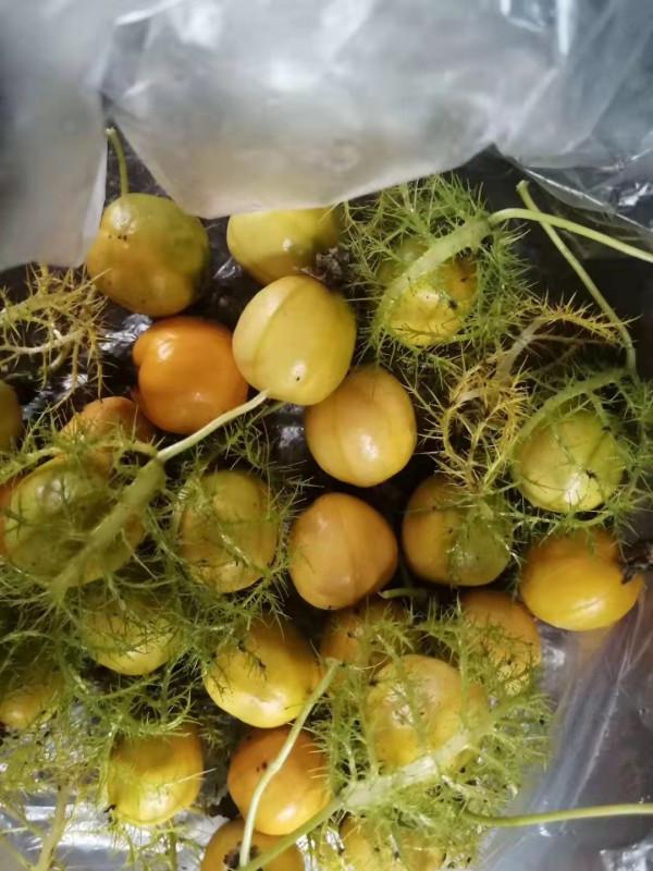 紅江農場,水果特別多,你最喜歡哪個? 紅江農場,水果特別多,你最喜歡哪個?