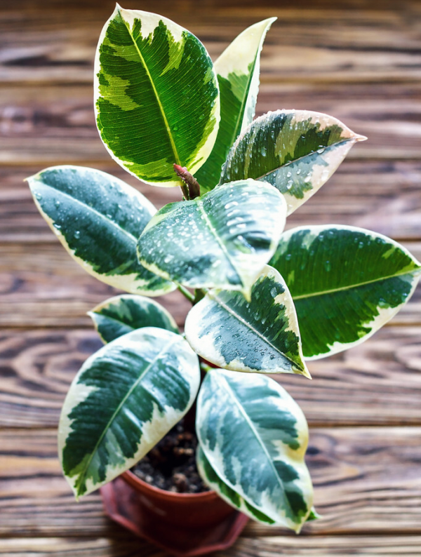 適合客廳養的12種“旺財花”,美觀大氣,格調高雅,養人還旺家 適合客廳養的12種“旺財花”,美觀大氣,格調高雅,養人還旺家